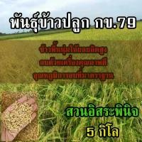 ราคา ★พันธุ์ข้าวข้าวปลูก กข 79 เมล็ด พันธุ์ข้าว กข79 น้ำหนัก 5 กิโลกรัม✤ (1735191638756394697)
