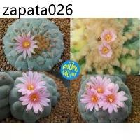 ราคา (10 เมล็ด​) เมล็ด​ Lophophora fricii Cristata ด่าง (1735161333347681650)