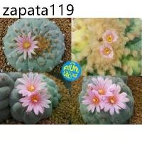 ราคา (10 เมล็ด​) เมล็ด​ Lophophora fricii Cristata ด่าง (1735421605467948084)