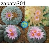 ราคา (10 เมล็ด​) เมล็ด​ Lophophora fricii Cristata ด่าง (1735483931345913279)