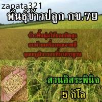 ราคา พันธุ์ข้าวข้าวปลูก กข 79 เมล็ด พันธุ์ข้าว กข79 น้ำหนัก 5 กิโลกรัม (1735520371559859314)