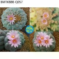 ราคา (10 เมล็ด​) เมล็ด​ Lophophora fricii Cristata ด่าง (1734203866398819655)