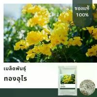 ราคา COD เมล็ดพันธุ์ทองอุไรเตี้ย บรรจุ 200 เมล็ด คัดพิเศษ (1734172251456308436)