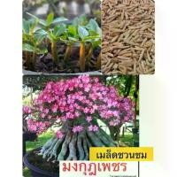 ราคา [จัดส่งทันที] เมล็ดชวนชม มงกุฎเพชร(10เมล็ด) พิเศษ!!แถม2เมล็ด (1734399741863823147)
