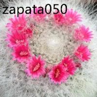 ราคา เมล็ดพันธุ์ แมมแม่เฒ่า Mammillaria Hahniana 80 เมล็ด cactus แคคตัส กระบองเพชร (1735540376427988663)