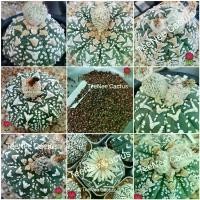 ราคา COD เมล็ด แอสโตร วี × วี หนา Astrophytum V - type 40 เมล็ด100 (เก็บใหม่) (1735370394108069082)