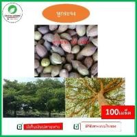 ราคา COD หูกระจง เมล็ดพันธุ์หูกระจง เมล็ดสด ไม่ฝ่อ 100 เมล็ด (1735419606555395290)