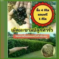 ราคา สินค้าขายดี ผักกาดดอง ยินดีต้อนรับ olcshop010 Minniq ของแทร่ๆ เม็ดมะขาม =1 กิโล《ซื้อ 4 กิโล*แถม 1กิโล》*ร้านนี้ส่งจจริง* ปลูกทำรั้ว ( ประมาณ 800- 1,000 เมล็ด ) มีบริการเก็บ ขา (1733081296935815075)