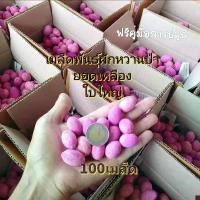 ราคา เมล็ดผักหวาน ผักหวานป่า 100เมล็ด พันธุ์ยอดเหลืองใบไหญ่กลม ฟรีคุ่มือการเพาะ เมล็ดใหม่ตามฤดูกาล สวัสดิการสด (1733053947603945382)