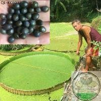 ราคา เมล็ดบัวกระด้ง เมล็ดบัววิคตอเรีย เมล็ดบัวยักษ์ 40 เมล็ด (VICTORIA AMAZONICA) พร้อมคู่มือในการเพาะ เจ้าของสวนขายเอง (1735290838392604309)