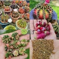 ราคา เมล็ดยิมโนด่าง200++เมล็ดแคคตัส cactus LBด่าง ราคาถูก (1735500810885367718)