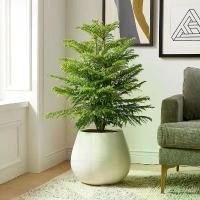 ราคา [พร้อมส่ง] 5 เมล็ด สนฉัตร Araucariaceae (Norfolk island pines) เป็นไม้ยืนต้นขนาดใหญ่ (1733630387407193601)