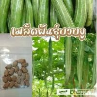 ราคา บวบงู เมล็ดพันธุ์บวบงู บรรจุ 200 เมล็ด 219 บาท (1733464522657334606)