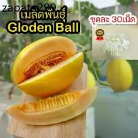 ราคา เมล็ด​พันธุ์​เมล่อน​ golden ball ซองละ​ 30​ เม็ด​ ผิวสีทองเนื้อส้ม (1735421173776352717)