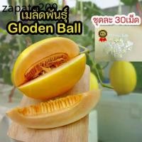ราคา เมล็ด​พันธุ์​เมล่อน​ golden ball ซองละ​ 30​ เม็ด​ ผิวสีทองเนื้อส้ม (1735483312950511573)