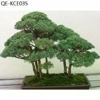 ราคา เมล็ด สนมังกร (Juniperus chinensis) บรรจุ 5 เมล็ด เมล็ดบอนไซ นำเข้า พันธุ์แท้100% (1735296700925445886)