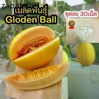 ราคา เมล็ด​พันธุ์​เมล่อน​ golden ball ซองละ​ 30​ เม็ด​ ผิวสีทองเนื้อส้ม (1735524701919938422)