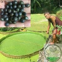 ราคา เมล็ดบัวกระด้ง เมล็ดบัววิคตอเรีย เมล็ดบัวยักษ์ 40 เมล็ด (VICTORIA AMAZONICA) พร้อมคู่มือในการเพาะ เจ้าของสวนขายเอง (1735264844120950421)