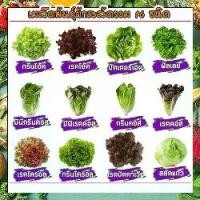 ราคา เมล็ดผักสลัด 16 ชนิด 1600 เมล็ด 159 บาท กรีนคอสเรดคอส เรดคอรอล ฟิลเลย์ มินิคอส มีคู่มือการปลูก (1733885526813149163)