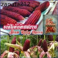 ราคา เมล็ดพันธุ์ข้าวโพดหวานทานดิบ.ราชินีทับทิมสยาม(siam ruby queen)ชุดละ 50 เมล็ด (1735178676182419430)