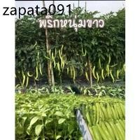 ราคา เมล็ดพันธุ์พริกหนุ่มขาว ชุด 100 เมล็ด (1735178778024511350)