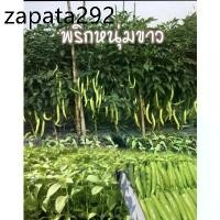 ราคา เมล็ดพันธุ์พริกหนุ่มขาว ชุด 100 เมล็ด (1735313998405273429)