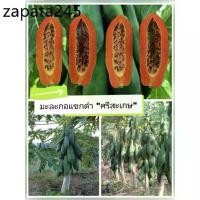 ราคา เมล็ดพันธุ์มะละกอ "แขกดำ ศรีสะเกษ"ชุด 100 เมล็ด (1735419541666169919)