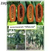 ราคา เมล็ดพันธุ์มะละกอ "แขกดำ ศรีสะเกษ"ชุด 100 เมล็ด (1735480133242816359)