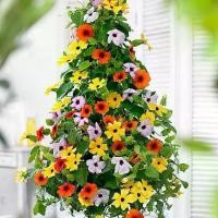 ราคา 50 เมล็ด ดอกเมเมียว แบล็คอายซูซาน Black Eyed Susan Thunbergia Vine Seeds (1735240636249179846)