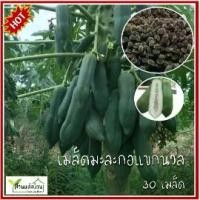 ราคา 30 เมล็ด มะละกอแขกนวล เมล็ดมะละกอแขกนวล มะละกอ เมล็ดมะละกอ (1735467209547745031)