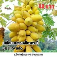 ราคา เมล็ดมะละกอเหลืองกระบี่ บรรจุ 100 เมล็ด (1735489598581605546)