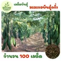 ราคา เมล็ดพันธุ์มะละกอพันธุ์ครั่ง จำนวน 100 เมล็ด (1735489552114353675)
