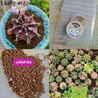 ราคา เมล็ดแคคตัส พิงค์ไดมอนด์ 80++ เมล็ด​ 60​฿ ยิมโน​ แคคตัส​ กระบองเพชร (1735520414569563382)