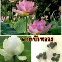 ราคา (ซื้อ4แถม1 รวมได้)เมล็ดพันธุ์บัวหลวง บรรจุชุด10เมล็ด บัวกินเม็ด บัวบูชาพระ รสหวาน กรอบ อร่อย (มีคู่มือการเพาะปลูก) (1733794181988647983)