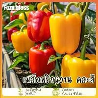 ราคา เมล็ดพริกหวาน คละสีคละสี/ส้ม/ม่วง/เหลือง/แดง 100 เมล็ด Bell Pepper Color สายพันธุ์ OPปลูกง่าย☘️โตไวผลดก (1735348411066058638)