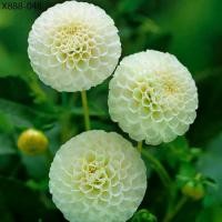 ราคา 30 เมล็ด ดอกรักเร่ ดาร์เลีย สีขาว dahlia สายพันธุ์ pinnata pompon (1735378508878546338)