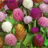 ราคา เมล็ด ดอก บานไม่รู้โรย คละสี เมล็ดพันธุ์ดอกไม้ 100 เมล็ด (1735274587104576603)