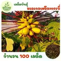 ราคา เมล็ดพันธุ์มะละกอเหลืองกระบี่ จำนวน 100 เมล็ด (1735282460428239978)