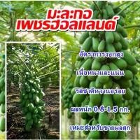ราคา ส่งเร็ว!! เมล็ดมะละกอ มะละกอเพชรฮอลแลนด์ ปลูกได้ทั่วไทย100++เมล็ด (1735281826848212903)