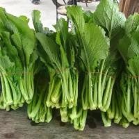 ราคา 500 เมล็ด ผักกาดเขียว ผักกาดหิ่น ผักกาดเขียวปลี ผักกาดสร้อย สายพันธุ์ ผักกาดชุนฉ่าย (1735324452736108050)