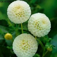 ราคา 30 เมล็ด ดอกรักเร่ ดาร์เลีย สีขาว dahlia สายพันธุ์ pinnata pompon (1735264363405477112)