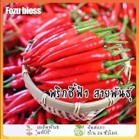 ราคา พริกชี้ฟ้า 600 เมล็ด ผักสวนครัว ต้นพริกจินดา ปลูกง่าย ใช้ในครัวไทย เมล็ดพันธุ์พริก (1735324395705501130)
