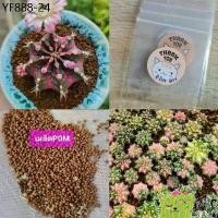 ราคา เมล็ดแคคตัส พิงค์ไดมอนด์ 80++ เมล็ด​ 60​฿ ยิมโน​ แคคตัส​ กระบองเพชร (1735449625580635471)