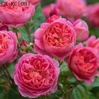 ราคา 20 เมล็ด กุหลาบ Renowned Rose Grower David Austin สายพันธุ์อังกฤษ ดอกกุหลาบ English Rose Seeds (1735282131180291196)