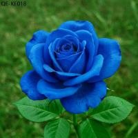 ราคา 30 เมล็ด กุหลาบสีน้ำเงิน Damask Rose Seeds ดอกใหญ่ (1735282245196022890)