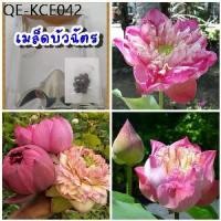 ราคา เมล็ดบัวฉัตรชมพู10เมล็ด /ซอง พร้อมคู่มือเพาะปลูก (1735296956373632492)