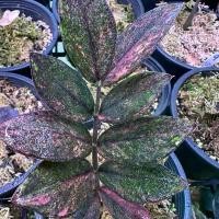 ราคา กวักมรกตดำด่าง (Zamioculcas zamiifolia 'Black Variegated) (1735374043364951763)