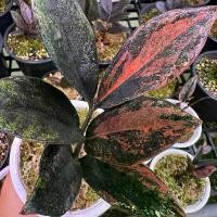 ราคา กวักมรกตดำด่าง (Zamioculcas zamiifolia 'Black Variegated) (1735374232152540883)