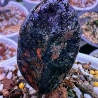 ราคา กวักมรกตดำด่าง (Zamioculcas zamiifolia 'Black Variegated) (1735504114367694547)