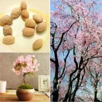 ราคา 30pcs เมล็ดพืช ต้นซากุระ ดอกซากุระ ซากุระ ญี่ปุ่น สวน ตกแต่งสวน Sakura Seeds การเพาะเมล็ด พันธุ์ไม้ดอก ต้นไม้ฟอกอากาศ (1730240446348168183)